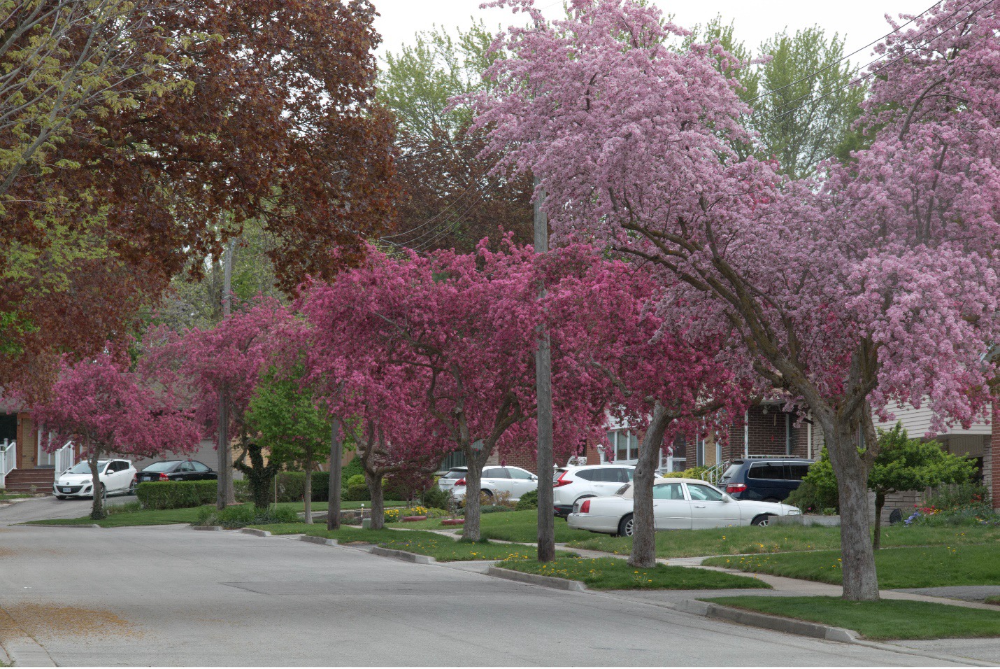 June 2024 Garden Tour In Forest Hills GardenKitchener   June Tour1 