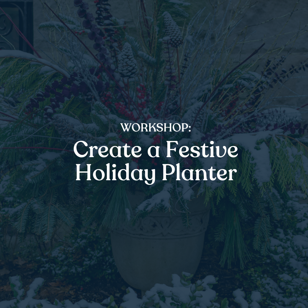 Workshop: Creative a festive holiday planter