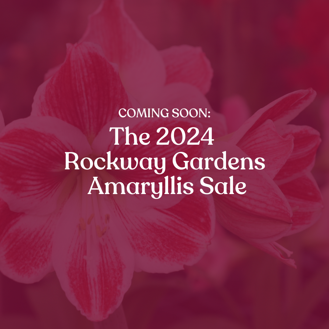 Coming soon: the 2024 Rockway Gardens Amaryllis Sale