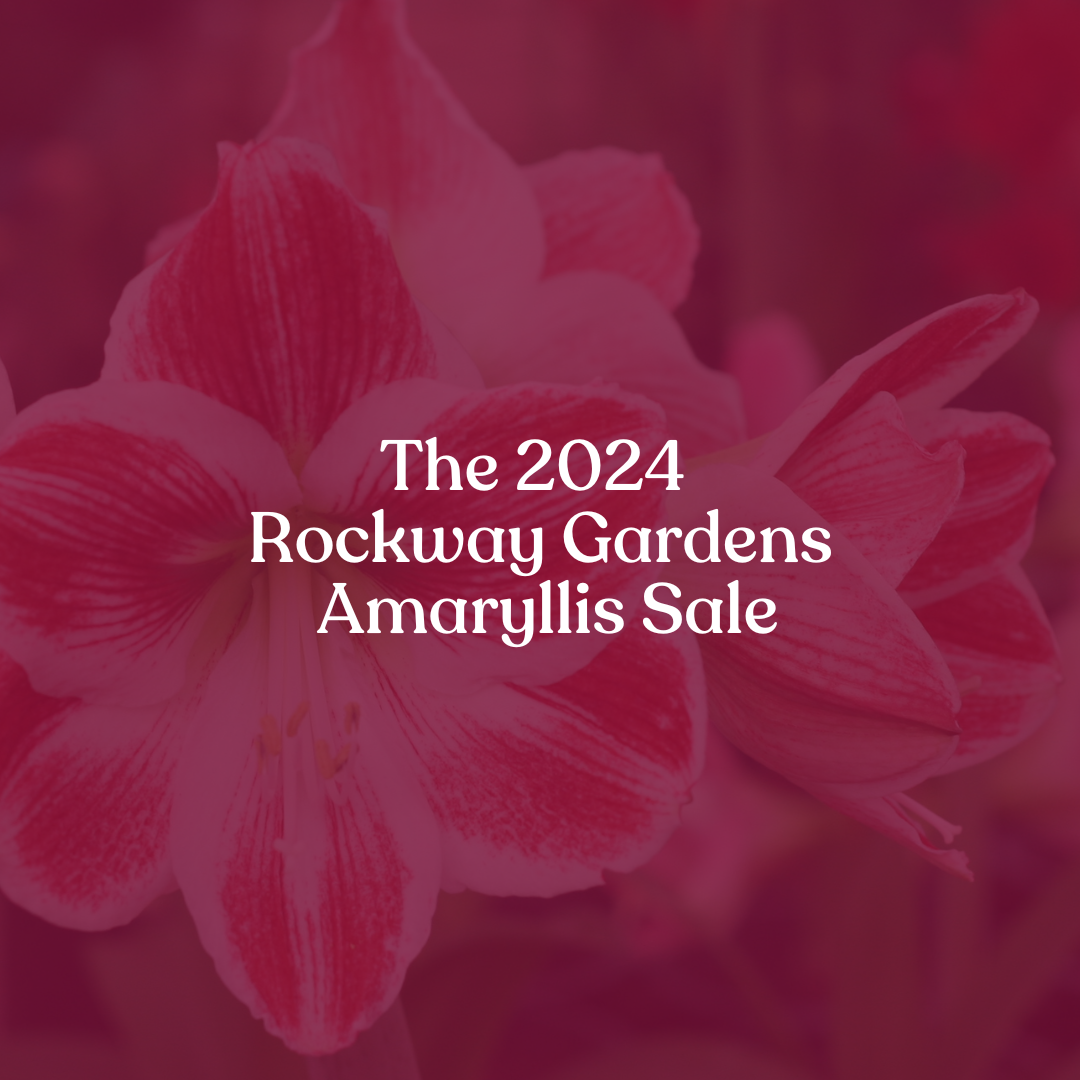 The 2024 Rockway Gardens Amaryllis Sale