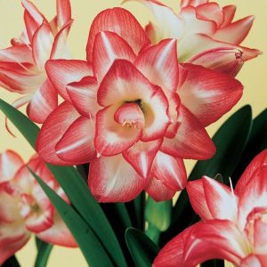 Double Blossom Peacock Amaryllis flower