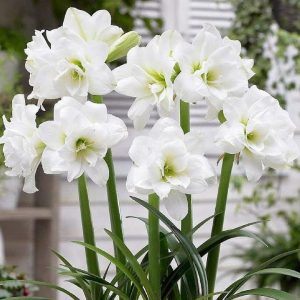 Double White Nymph Amaryllis Flowers