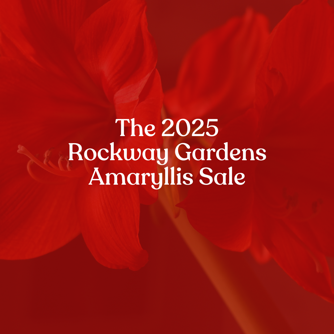 The 2025 Rockway Gardens Amaryllis Sale