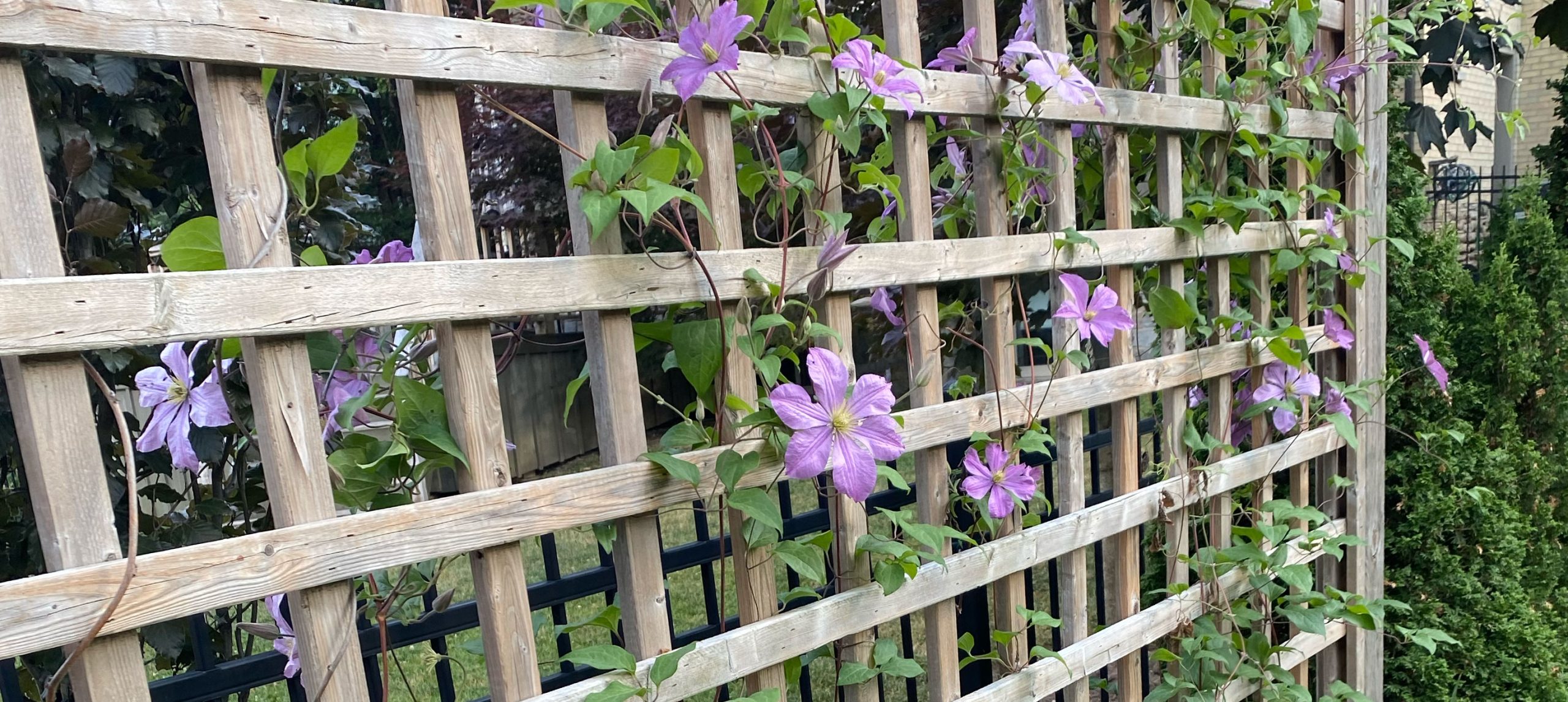 a trellis with purple flowers climbing on it