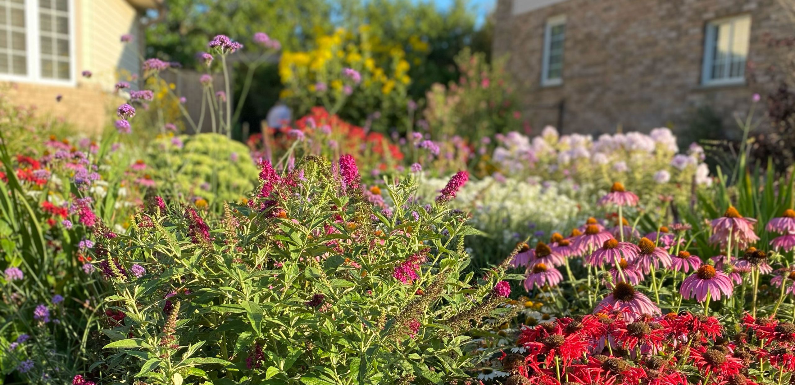 A polinator garden between two houses in bloom