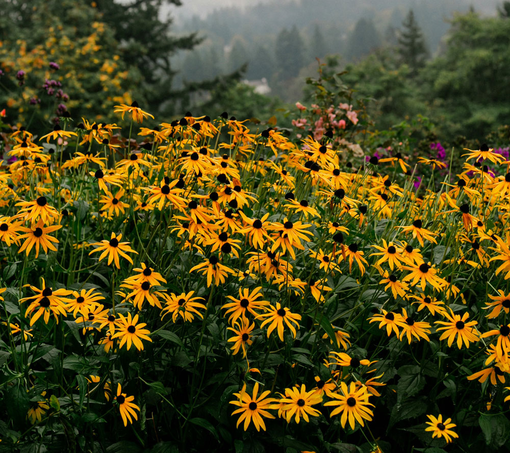 Flowering black eyed susans in a forest